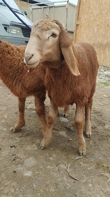 осеменитель: Продаю | Ягненок | Арашан | Для разведения | Осеменитель — 1