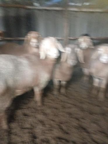 купить пиявки: Бараны — 5