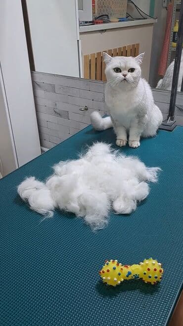 арабский конь: Груминг кошек. Вычес, стрижка, купание

находимся в центре города — 7