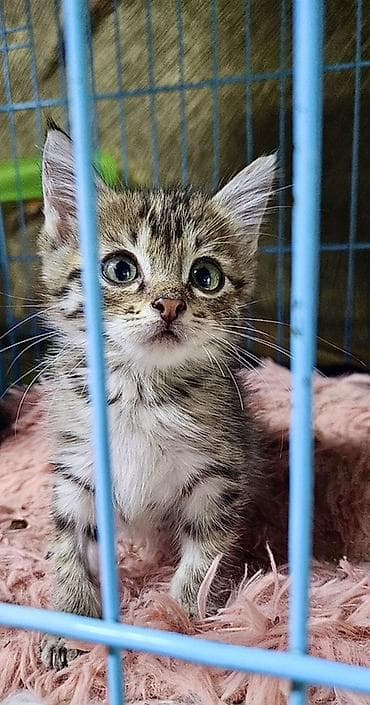 маленькие котики купить: Кошка даром: Беспородная, 2 месяца, Девочка, Приучена к лотку, Проглистована, С прививками — 8