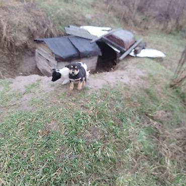 Ит бекер берем: Ит бекер берилет: Жөнөкөй ит, 1 айлык, Эркек, Ит тегин тастыктоочу документ — 2