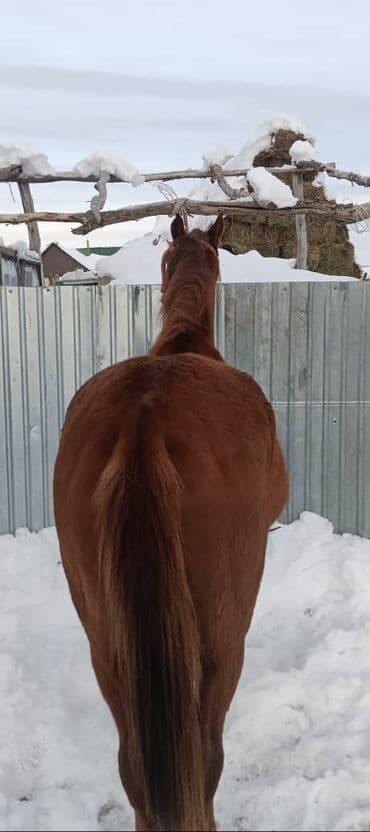 куплю домашнее животное: Продаю | Кобыла (самка) | Полукровка | Для разведения — 3