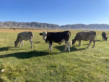 Собаки: Продаю | Бык (самец) | Герефорд | Для разведения | Племенные — 5