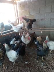 продам козу дойную: Продаю | Петух | Брама — 4