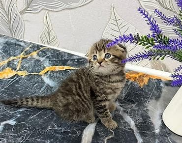 Мышыктар: Скотиш Фолд (Шотландиялык шалпаң кулак), 2 айлык, Ургаачы, Лотокко барууга үйрөтүлгөн — 4