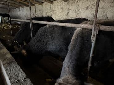 сколько стоит собака породы доберман: Сатам | Бука (эркек) | Аргын | Бордоп семиртүү үчүн | Байланган — 4