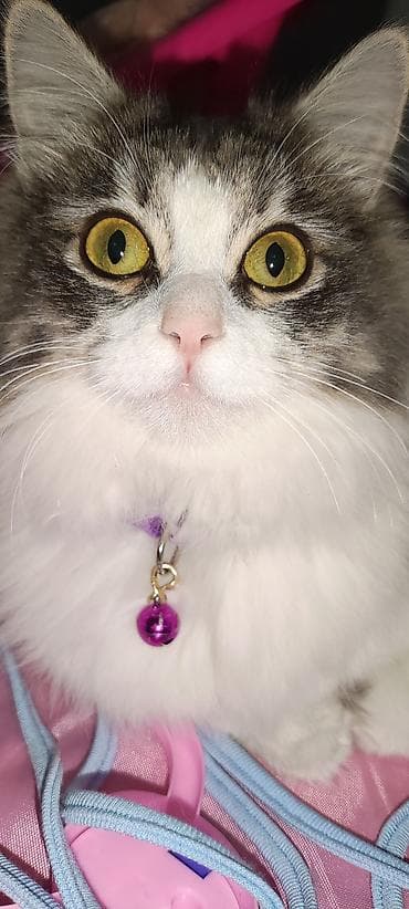 стерилизация кошки бишкек: 2 года, Девочка, С документами — 3