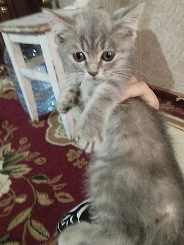Кошка даром: Беспородная, 2 месяца, Девочка, Приучена к лотку at lalafo.kg Кошка даром: Беспородная, 2 месяца, Девочка, Приучена к лотку