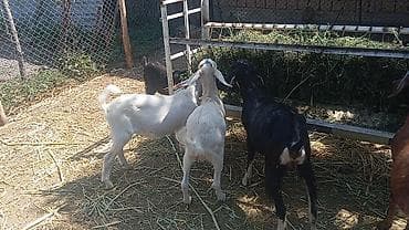 животные кошка: Продаю | Коза (самка), Козёл (самец), Козлёнок | Полукровка, Зааненская | На забой, Для разведения, Для молока | Племенные, Осеменитель — 3
