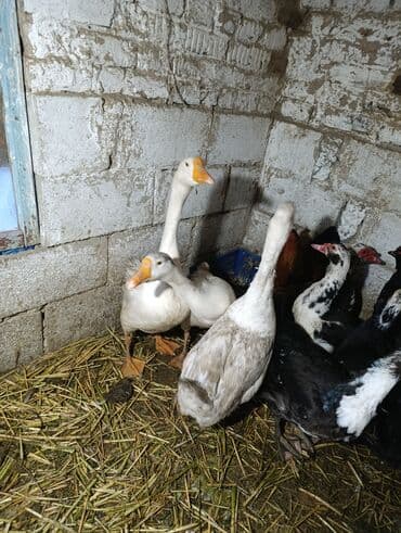 наполнители для кошек: Гуси — 4