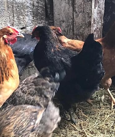 кремация животных бишкек: Продаю | Куры | Домашняя | Несушки — 7