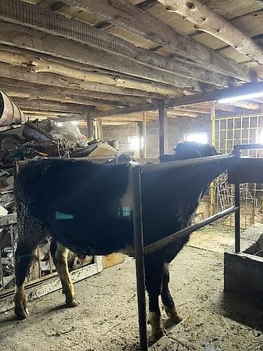 один штук: Продаю | Бык (самец) | Голштин | На откорм, Для разведения — 3