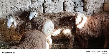 мал айдаган ит сатылат: Сатам | Козу | Көбөйтүү үчүн — 1