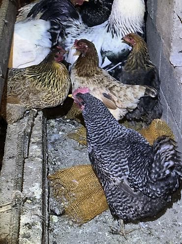 Грызуны: Продаю | Куры, Петух | Домашняя | На забой, Для разведения, Несушки — 9