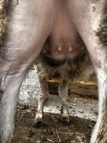 Коровы, быки: Продаю | Музоо, торпок, Тёлка | Алатауская, Швицкая | Для разведения | Племенные — 4