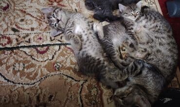 взять котёнка в хорошие руки: Отдам в хорошие руки котят. Мама пароды Пиксибоб — 4