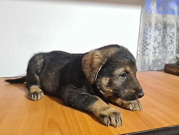 Үй жаныбарлары: Малыши ищут дом и заботливые руки. Зимой к дому прибилась собачка "с — 3