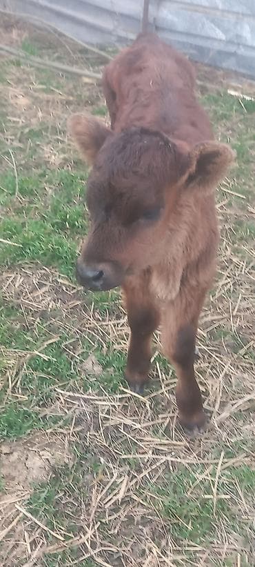 Аквариумы: Продаю | Тёлка, Музоо, торпок | Швицкая | Для разведения, Для молока — 6