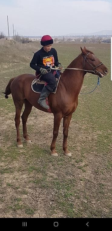 сколько стоит белый шпиц: Продаю | Жеребец | Полукровка | Конный спорт | Племенные — 3