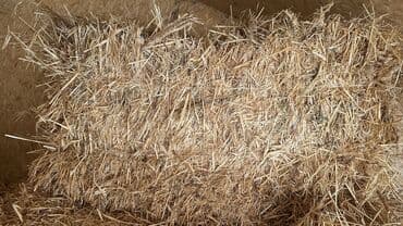 бек абад: Солома в тюках - Культура: пшеничная/овсяная солома (сухая, светлая — 4