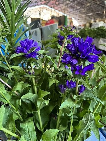 герлянда роса: Колокольчик скученный (Campanula glomerata) — многолетник с яркими — 4