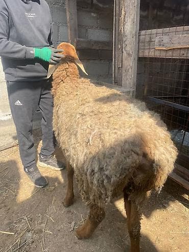 продажа овец: Продаю | Овца (самка), Ягненок | Для разведения | Матка — 3