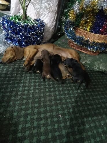 Зоотовары: Такса, 1 месяц, Самец — 3