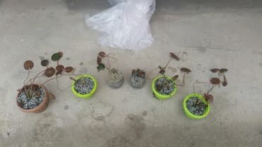 продажа щенков немецкой овчарки в бишкеке с документами: Цвите Лотос нимфея для дома и даче сада размер 15см 2'5метр от 250 — 10