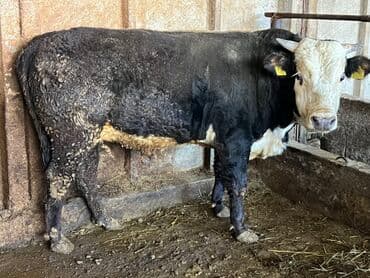 гидропонный зеленый корм цена: Сатам | Бука (эркек) | Бордоп семиртүү үчүн | Байланган — 2