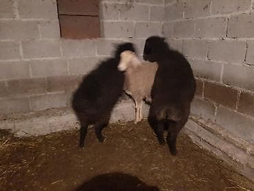 козу баран: Продаю | Овца (самка) | Для разведения | Матка — 6