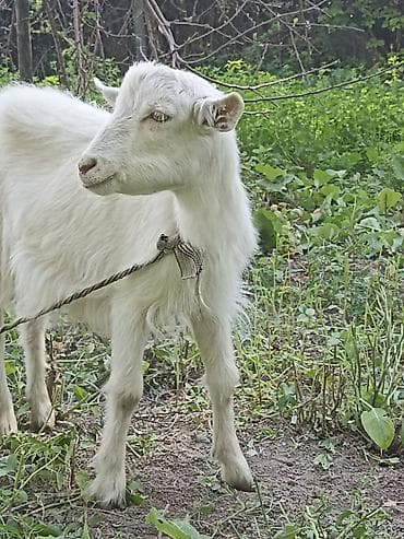 элитные коровы: Продаю | Коза (самка) | Для разведения, Для молока — 3