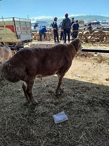 эшек жаныбар: Сатам | Кочкор (эркек) | Арашан | Көбөйтүү үчүн | Асыл тукумдуу, Жасалма жол менен боозутуу — 3