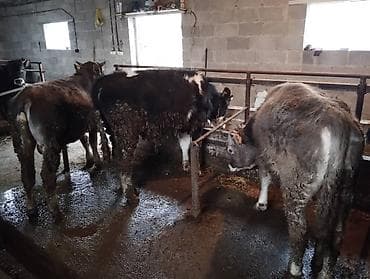 Другие животные: Продаю | Бык (самец) — 2