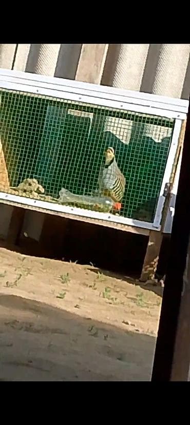 курица грил: Защитные сетки от птиц — 1