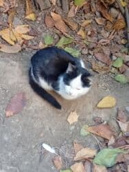 дом для котов: Кошка даром: Бурманская, 3 месяца, Мальчик, Проглистована — 3