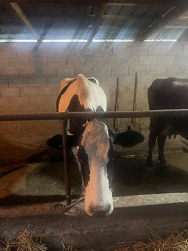 животные карова: Продаю | Корова (самка) | Голштин | Для молока | Племенные — 3