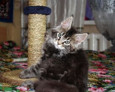 мэй кун: Котята Мейн-куны 🥳🥳🥳 продажа Элитных котята Мейн-куны, чистокровные — 8