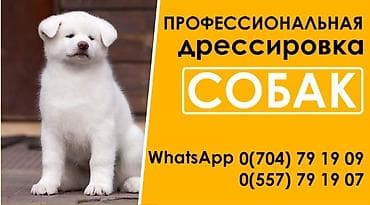 выгул сабак: Профессиональная дрессировка собак - Индивидуальные и групповые — 1