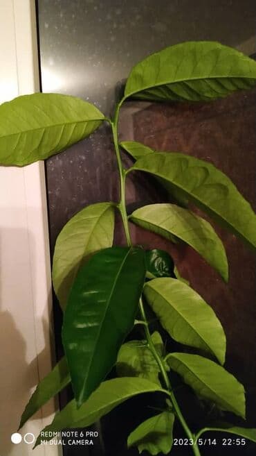 сколько стоят гипсофилы: Продаю — 3