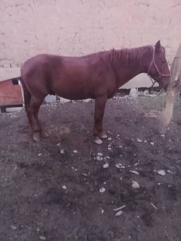 Жол журушу бар айгыр