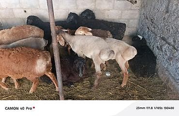 Үй жаныбарлары: Сатам | Кочкор (эркек) | Аргын | Көбөйтүү үчүн — 4