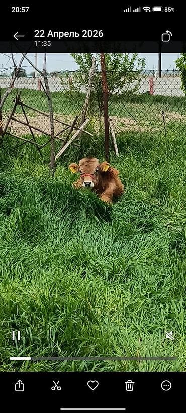 тайган рабочи: Продаю | Бык (самец) | Алатауская | На откорм — 3