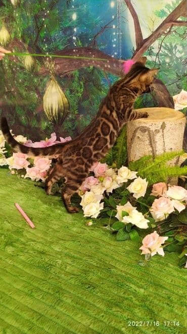 новорожденные котята: Красивейшие бенгальские котята. большие четкие розетки .контрастный — 11