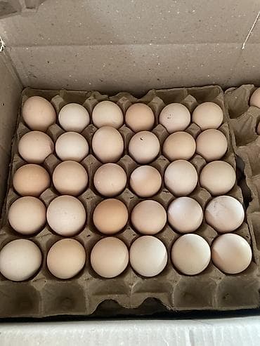 курут фон: 🥚 яйца куриные прямо с фермы, Оптом и в розницу! Корм оазис Агро! В — 3