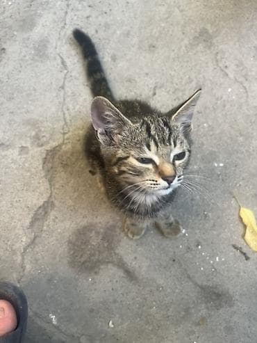 🐾 Отдам котят в добрые и заботливые руки! 🏡❤️ Очаровательные котята — 6