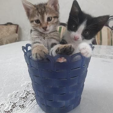 котят купить: Котята — домашние любимцы - Два очаровательных короткошерстных — 1