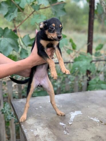 продажа собак бишкек: Отдадим щенков в заботливые руки. Прививки поставлены, от паразитов — 5