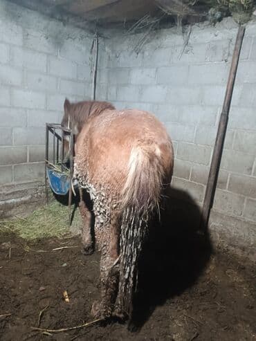 коровы молочной породы купить: Продаю | Кобыла (самка) | Рабочий — 1