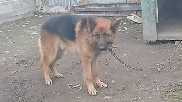 Отдам даром собаку: Немецкая овчарка, кобель. Классический окрас: чёрно-рыжий с плотным — 2