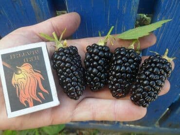 Ежевика Оптом, Бесплатная доставка, Самовывоз